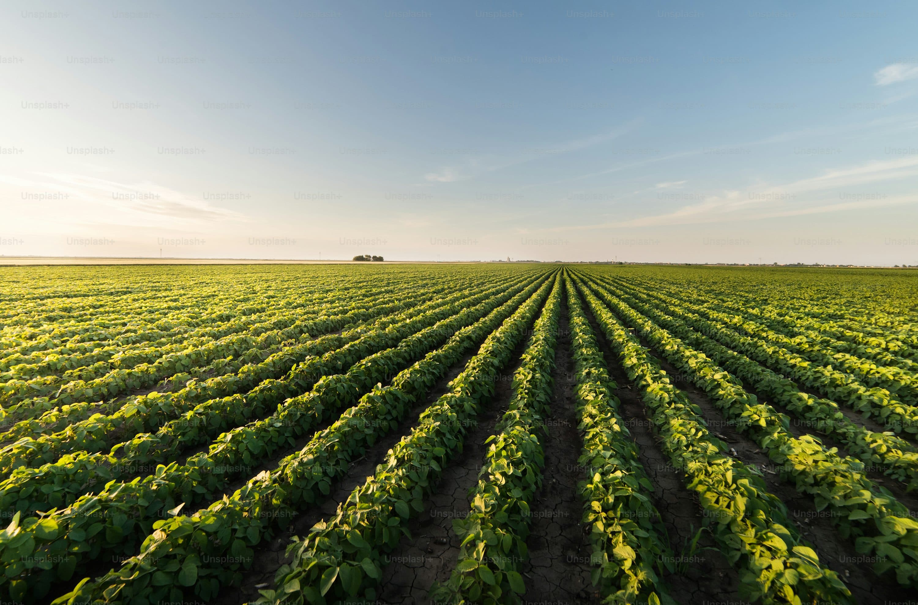 Descrierea imaginii 1